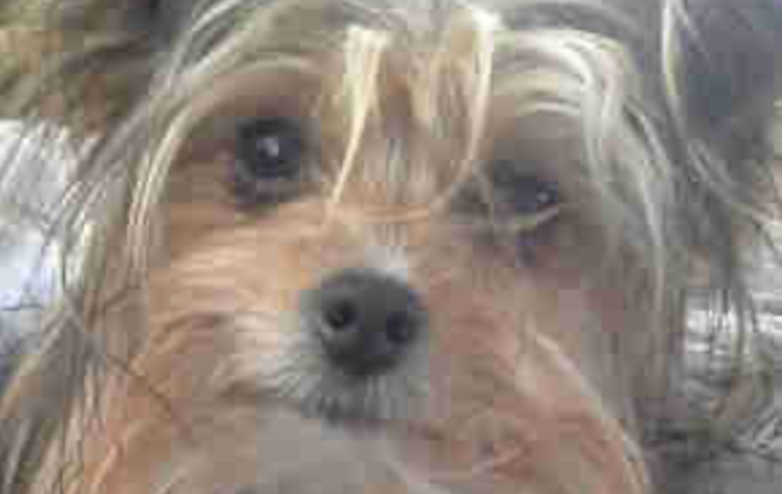 BC SPGA The Voice for BC Pet Owners and their animals