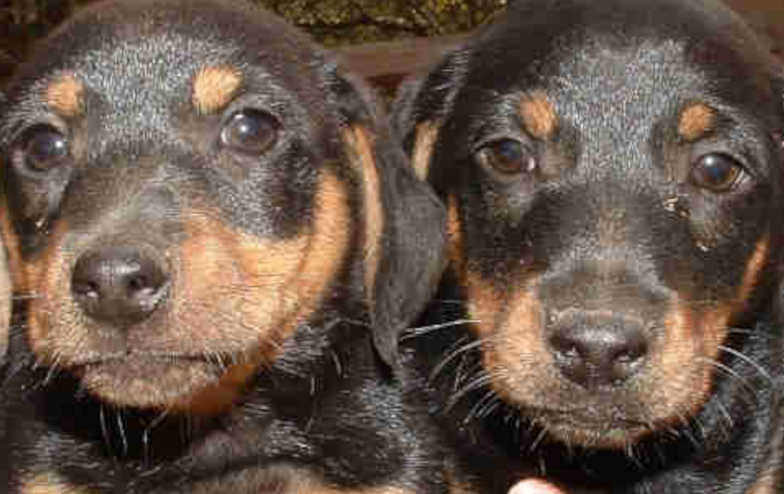 Cute little puppies taken cruelly with their nursing mothers.