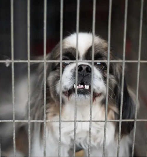 The victims of BC SPCA animal seizures.