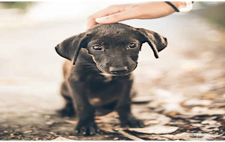 Helping animals and pet owners in BC in need