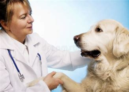 Local Businesses feature their pet products and services at the BC SPGA Pet Gala