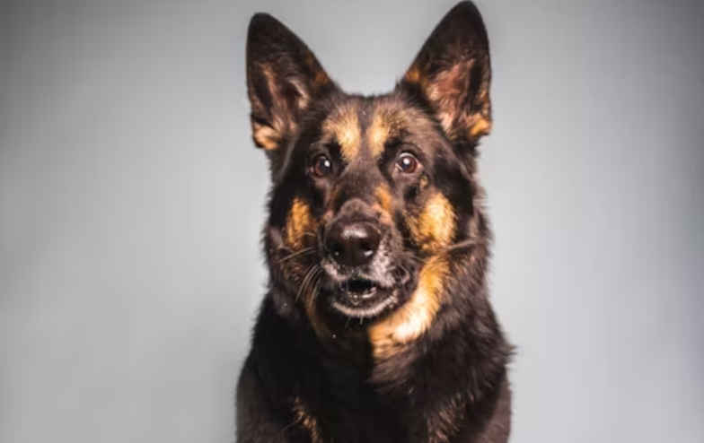 Devasted dog breeder looses all of her German Shepherd dogs forever.