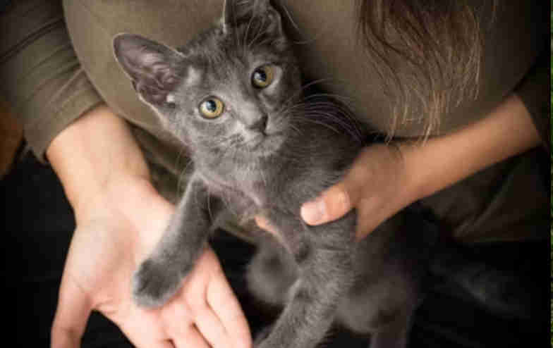 help animals live happy lives in BC