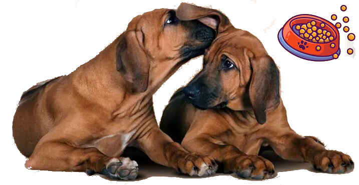 pet food banks in BC