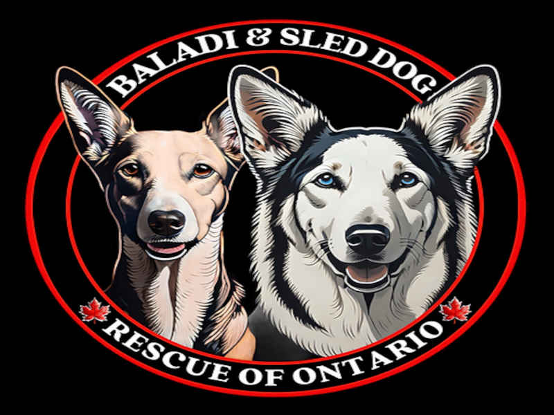 Adopt a former sled dog from Baladi Sled Dog Rescue of Ontario