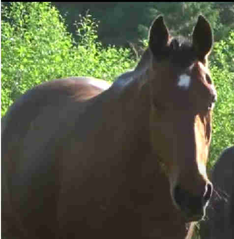 Star's life was tragically ended by the BC SPCA