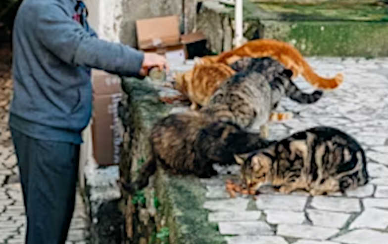 Helping stray and feral cats in winter freezing weather